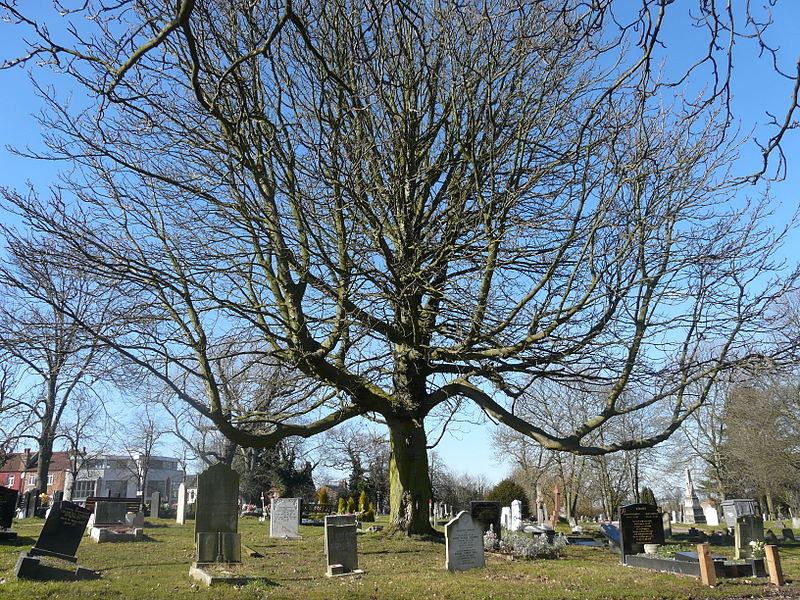 image of cemetery